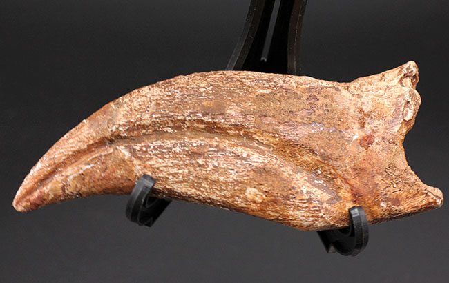 スーパーコレクション！恐竜化石コレクターの憧れ、史上最大級の肉食