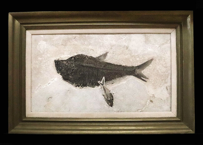 間違いなく「過去一」のサイズと保存状態を誇る、博物館級のオールド