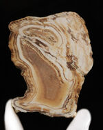 珪化木（販売中）の一覧です。