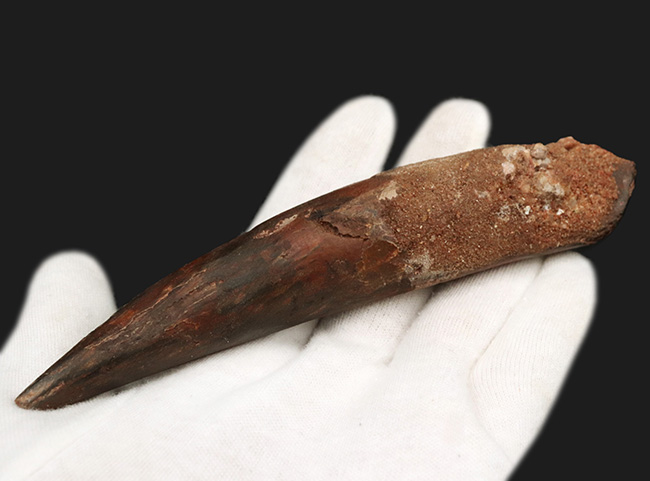 美形＆驚くべき長さ！超ローング！カーブ計測15センチオーバーの