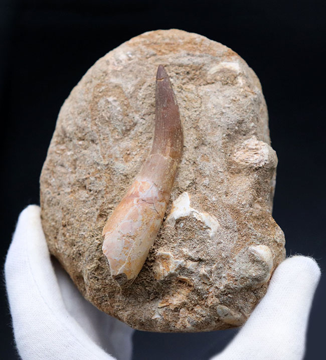 超ロング歯！首長竜、エラスモサウルス（Elasmosaurus sp.）の母岩付き