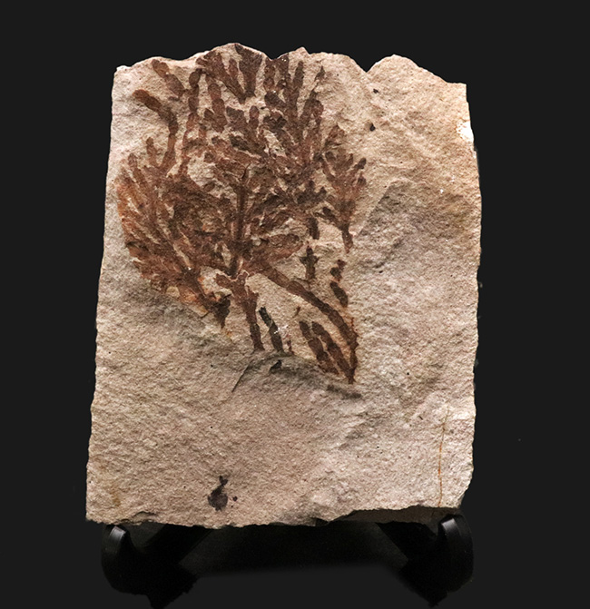 国内マニアック化石シリーズ！今回は兵庫県産、寄生植物、ヒノキバ