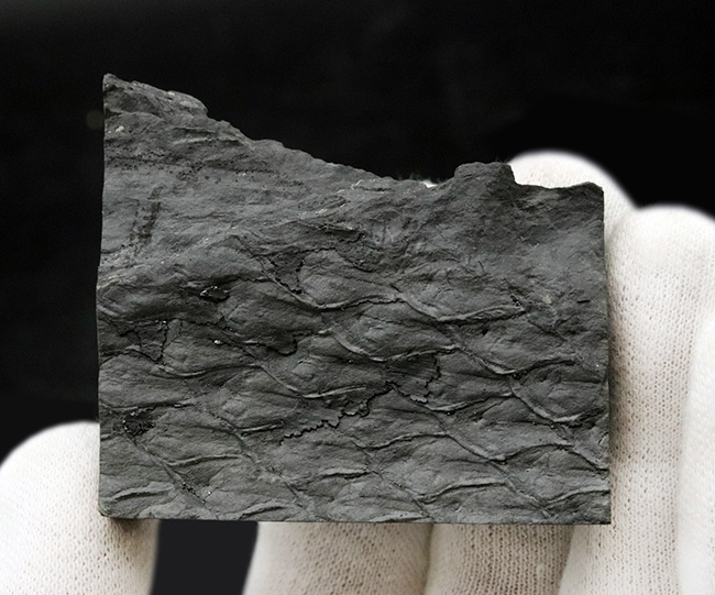 ウロコのような樹皮の模様にご注目！コレクション性高し！米国