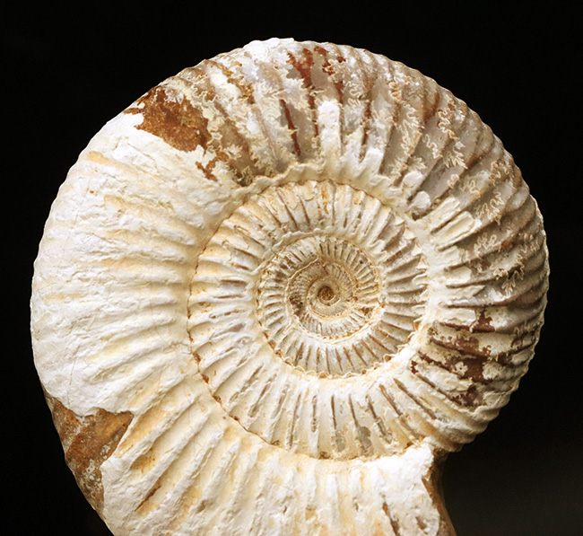 ジュラ紀中期から後期の示準化石、マダガスカル産のアンモナイト