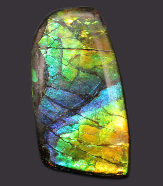 希少色の青を見ることができる高品位のアンモライト（Ammolite）の