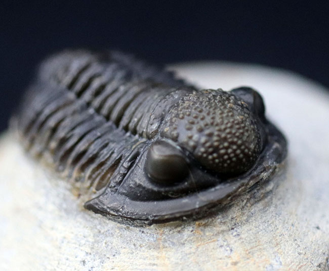 てんとう虫のような可愛らしいフォルムが人気の三葉虫、モロッコ産の