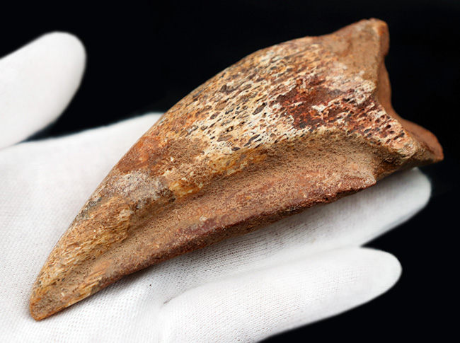 美形！史上最大級の恐竜の一つ、スピノサウルス（Spinosaurus）の