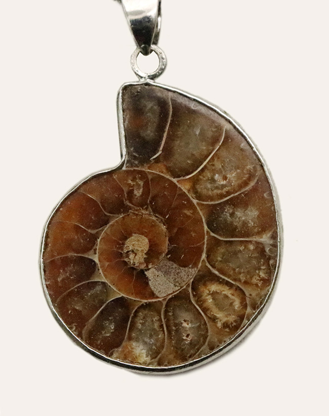 化石ファンのためにあしらわれた、個性的なジュエリー。マダガスカル産