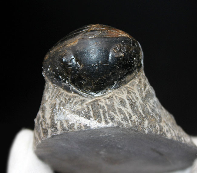 一品限り！極めてレアな三葉虫、パラホマロノトゥス（Parahomalonotus