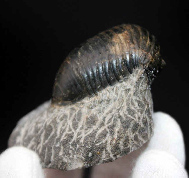 一品限り！極めてレアな三葉虫、パラホマロノトゥス（Parahomalonotus