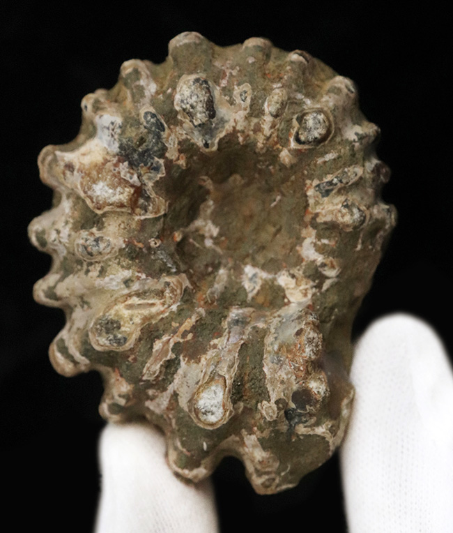 マダガスカルの白亜紀の地層から発見された、トゲトゲのアンモナイト