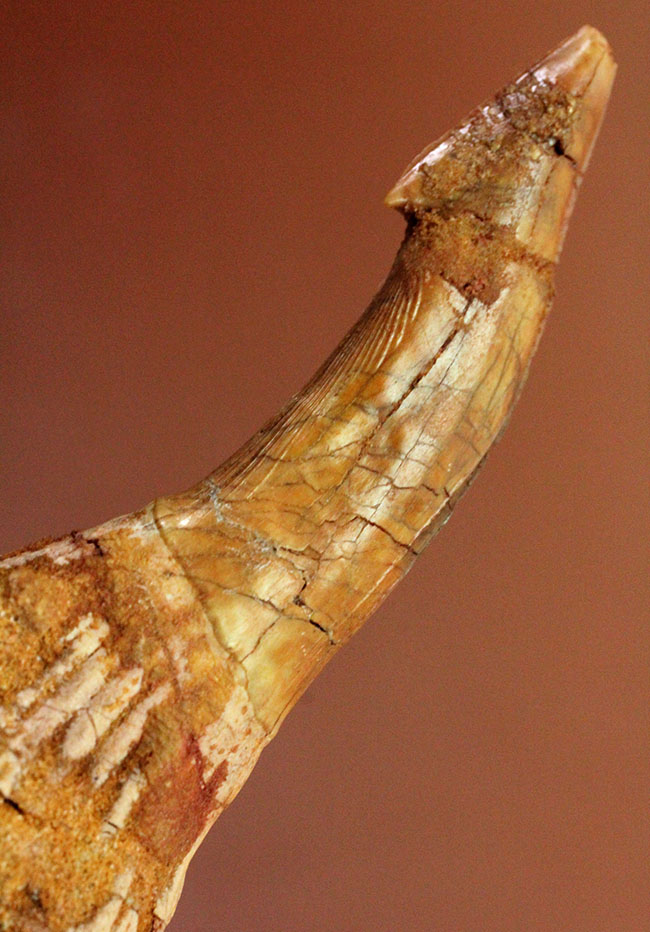 7センチ超え大きい！奇妙で恐ろしい姿、古代のノコギリエイの大きな歯