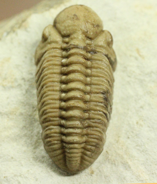 三葉虫 化石 [PH68] ペディノパリオプス 防御態勢 防御姿勢 エンロール