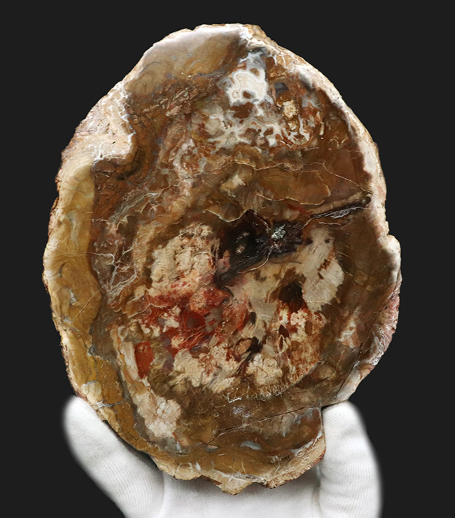 木化石 ブラジル産 30Kg弱くらい 珪化木 受け渡しも可能です 木化石