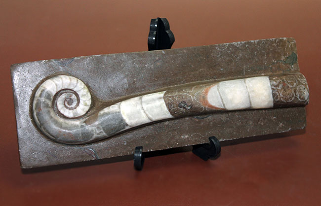 オルドビス紀の示準化石、初期の頭足類の一つ、中国貴州省産リツイテス