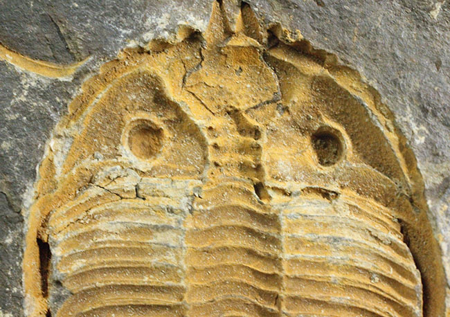 早々出てこないレベルのクオリティ、中国四川省産の三葉虫、シルル紀