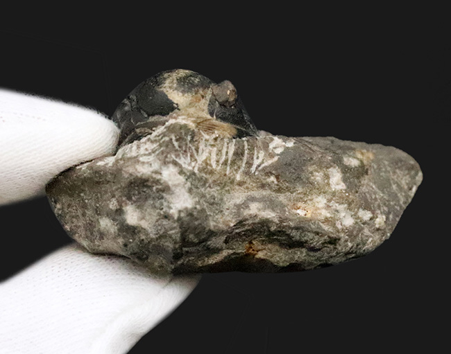 モロッコ・デボン紀の地層から採集された、愛らしい三葉虫、ゲラストス