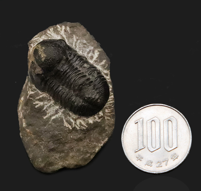 モロッコ・デボン紀の地層から採集された、愛らしい三葉虫、ゲラストス