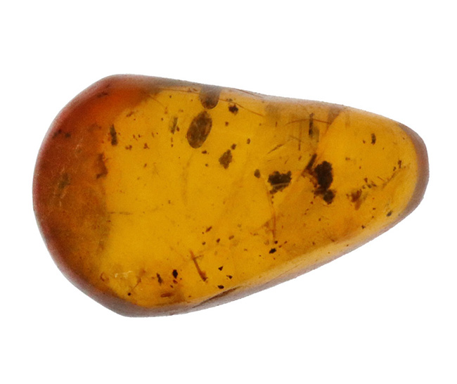 映画『ジュラシック・パーク』で話題に……ドミニカ産 虫入り琥珀（amber