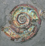 虹色アンモナイト、化石の通販・販売｜厳選した本物の虹色アンモナイト