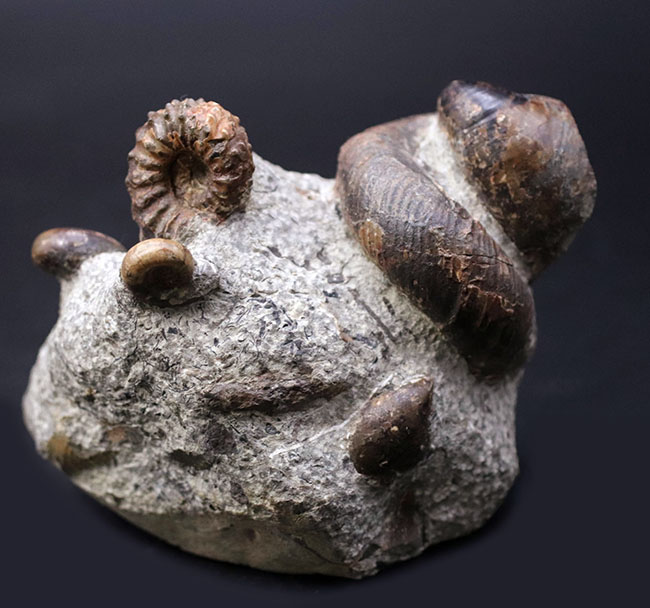 北海道アンモナイトの見本市！異常巻きアンモナイトを含む多数の