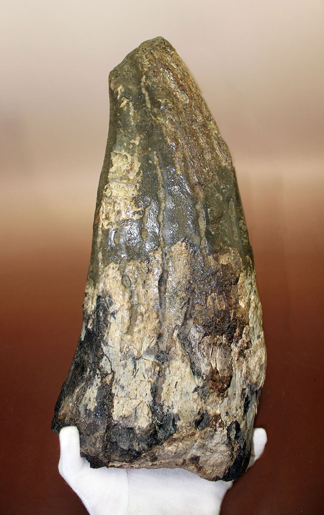 超の付く希少品、滅多に入手できない逸品、あのトリケラトプス