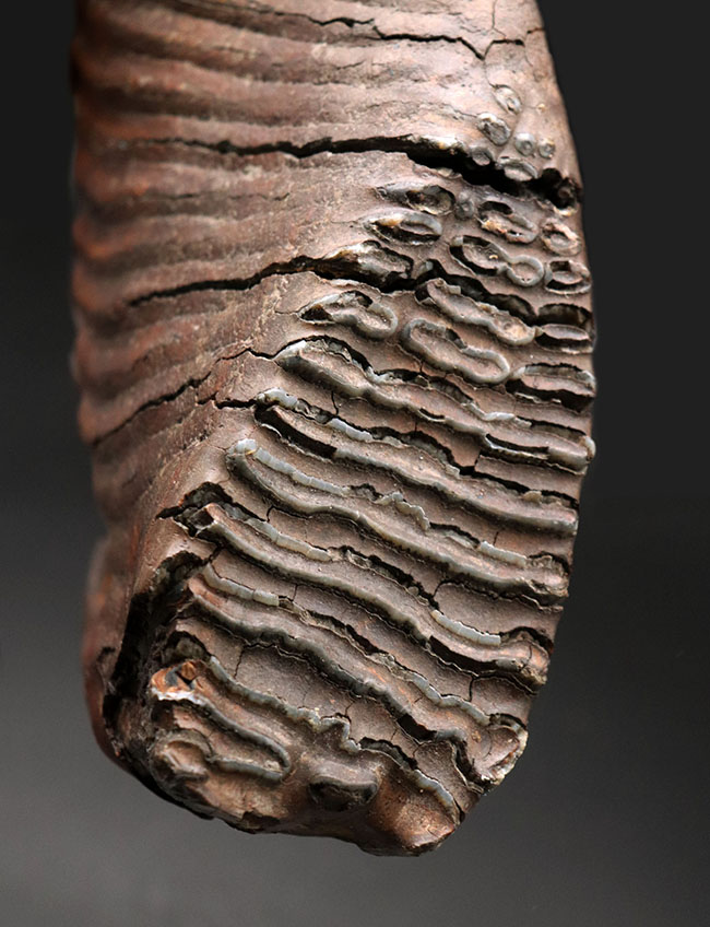 パーフェクト！珍しい産地、リトアニア産のケナガマンモス（Mammuthus