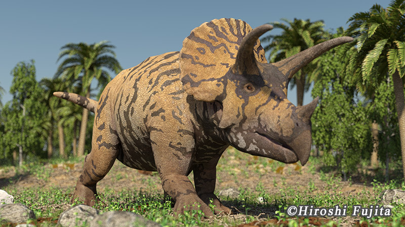 トリケラトプス、化石の通販・販売｜厳選した本物のトリケラトプス標本