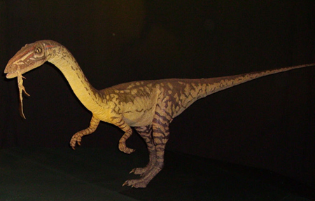 化石 コエロフィシス 歯 [DS394] 恐竜 希少 レア 化石 コエロフィシス