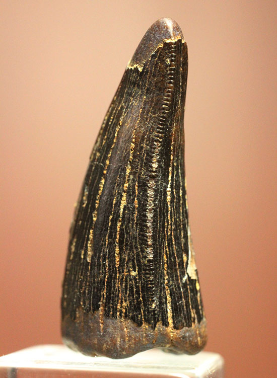 野太い！食物連鎖の頂点に君臨していたダスプレトサウルスの太い歯化石