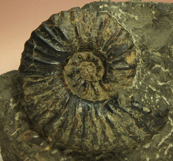 アカントセラス科の元祖的存在！貴重標本北海道アンモナイト