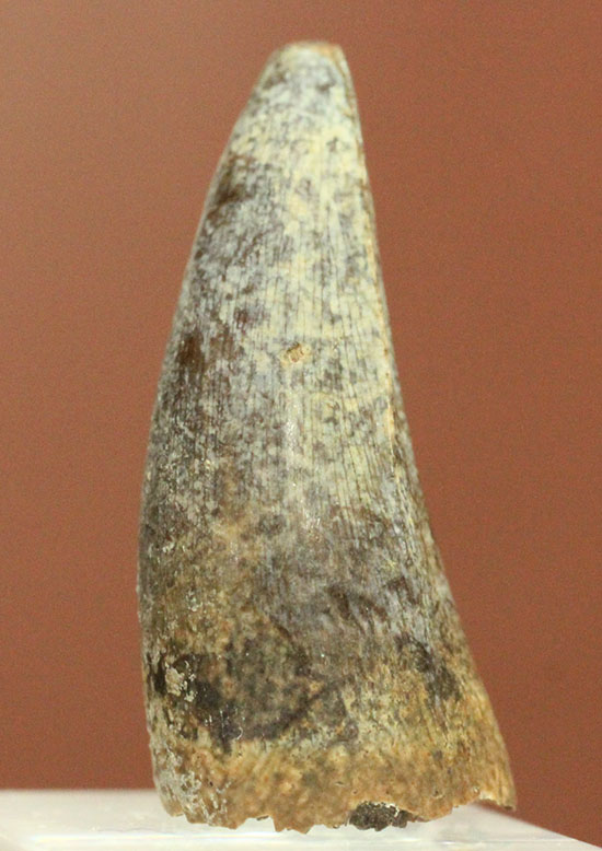 堂々とした威厳ある形、根本から先端までずっと太い