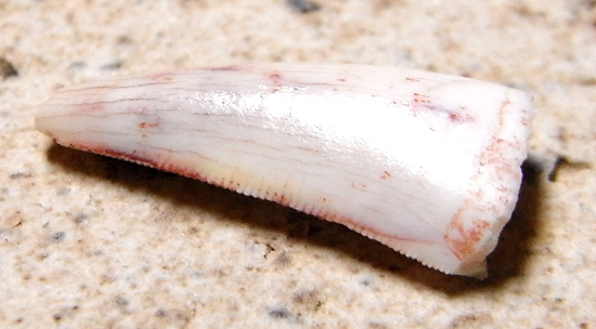 コエロフィシスの歯 恐竜 販売