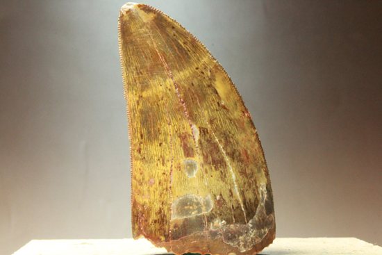 図鑑が現実に！伝説的なギガノトサウルス歯化石 恐竜 販売