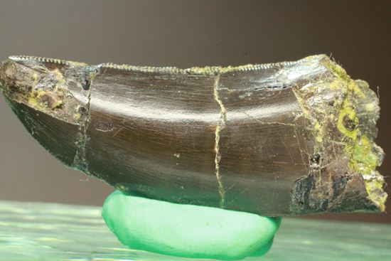 アロサウルスの極上歯。3Dクリーニングに成功！ 恐竜 販売