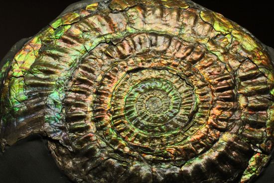 すさまじい大きさ！巨大！直径12.8cmを誇る最高級イギリス産