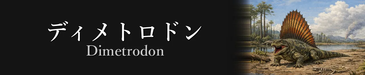 希少！ペルム紀オクラホマ州産肉食単弓類、ディメトロドン（Dimetrodon