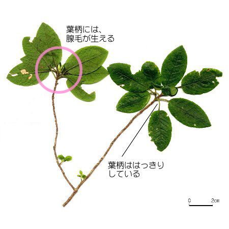 バイカツツジ【六甲山系植生電子図鑑】