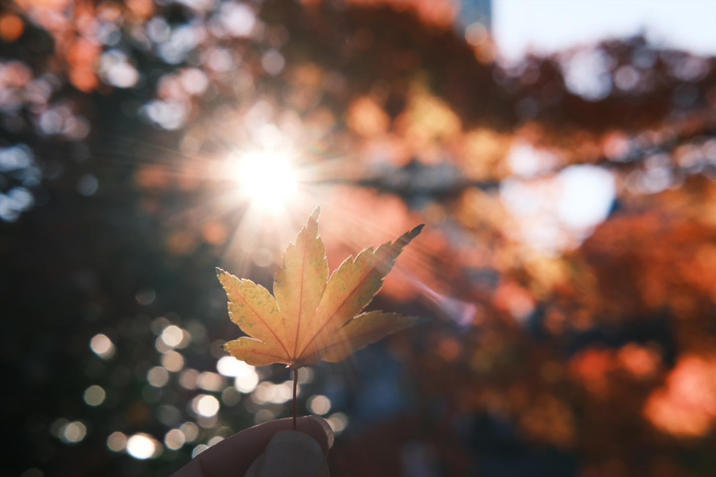 富士フイルム XC35mmF2レビュー｜描写・コストパフォーマンス共に優れ