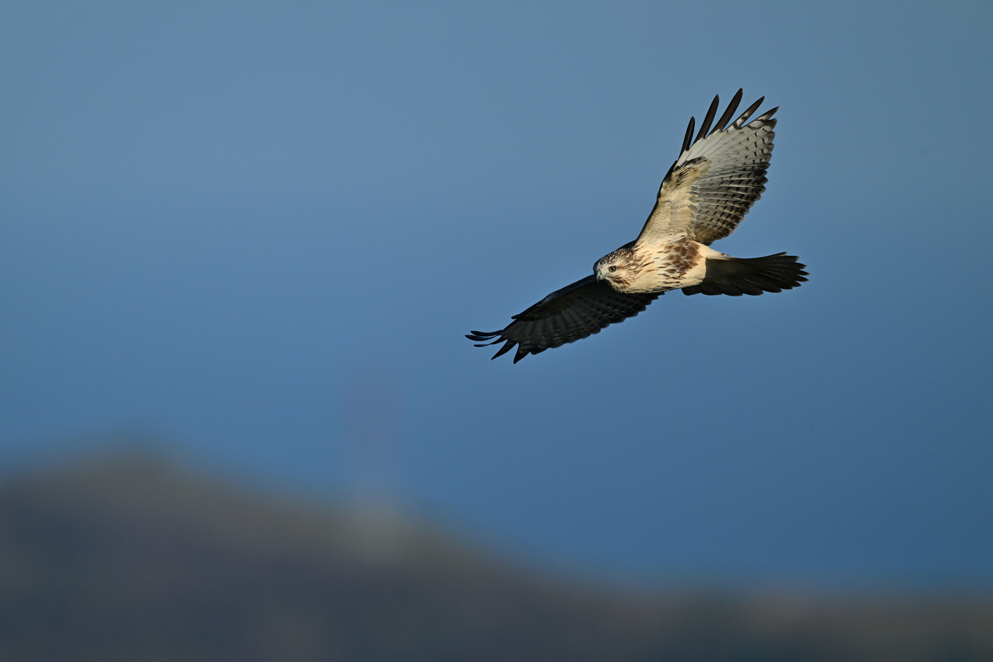 ニコン Z9 レビュー｜Ver.4.10で追加された鳥認識AFの実力 | ShaSha