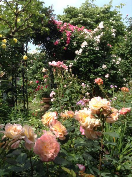 ディシラ エベイユ ドゥ ローズ｜紹介記事｜キレイエ