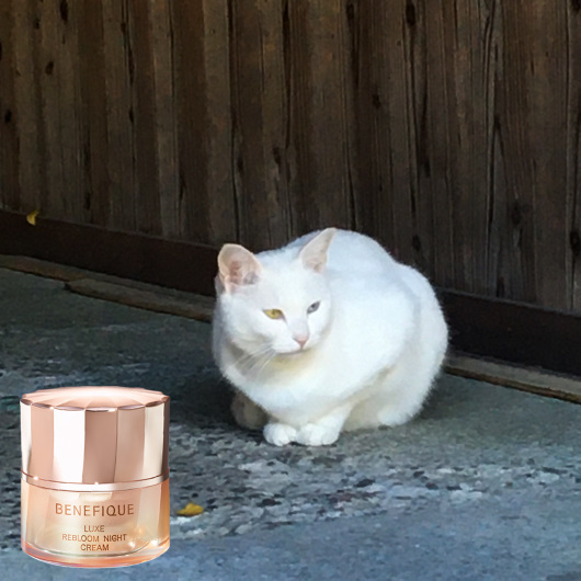 ベネフィーク リュクス リブルームナイトクリーム｜紹介記事｜キレイエ