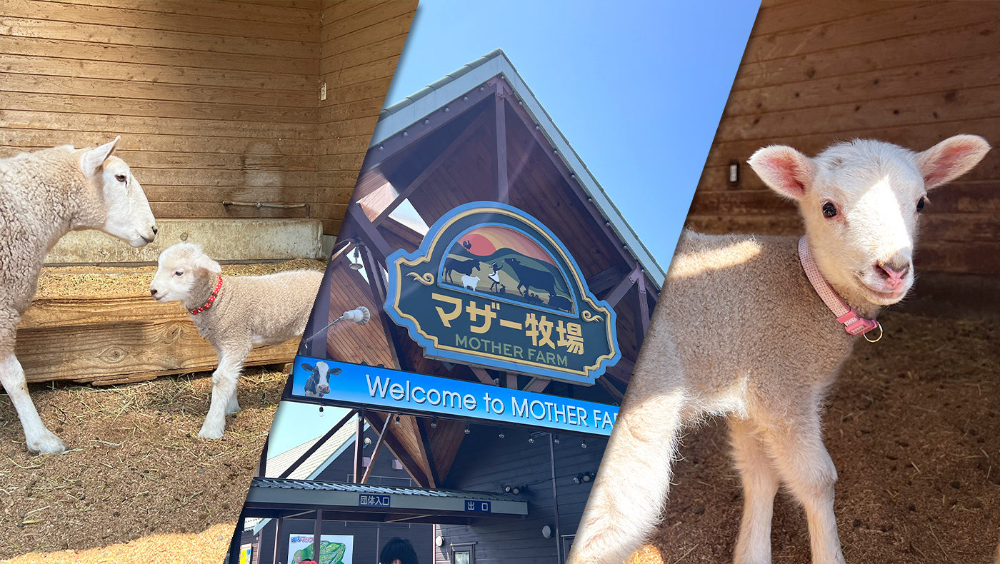 マザー牧場】春の訪れを教えてくれる、羊の赤ちゃんが続々と誕生