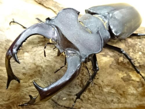 くわかぶプラネット / 【大型】ユダイクスミヤマクワガタペア