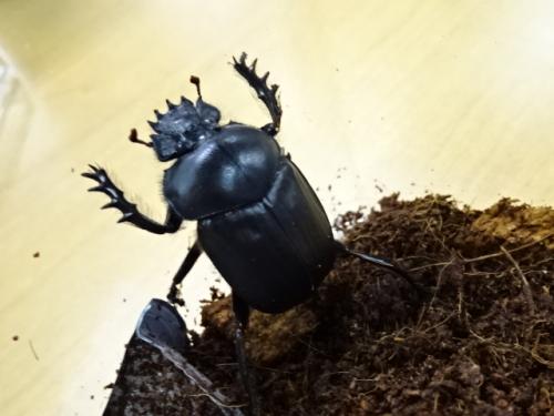 くわかぶプラネット / 【WD】エジプト産スカラベ(タマオシコガネ)(単品)