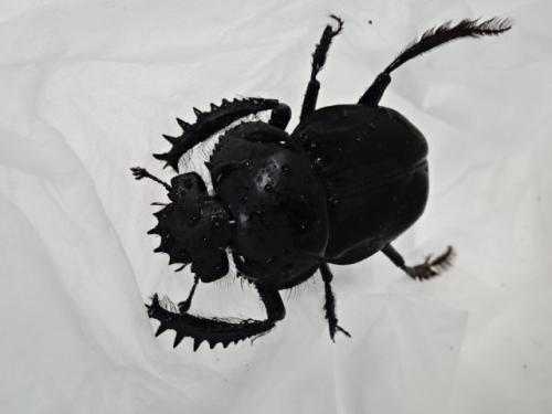 くわかぶプラネット / 【WD】エジプト産スカラベ(タマオシコガネ)(メス