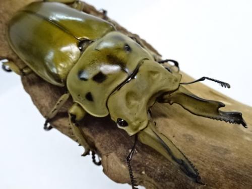 くわかぶプラネット / 【WD】【大型】モセリオウゴンオニクワガタペア