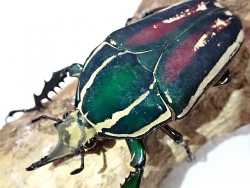 くわかぶプラネット / ウガンデンシスオオツノカナブンペア