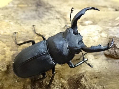 くわかぶプラネット / アマミシカクワガタ(1♂2♀トリオ)