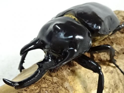 くわかぶプラネット / 【ウカヤリ産】レックスゾウカブト(アクティオン